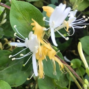 Photographie n°2195687 du taxon Lonicera japonica Thunb. [1784]