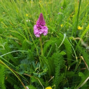 Photographie n°2195740 du taxon Anacamptis pyramidalis (L.) Rich. [1817]