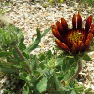 Photographie n°2195742 du taxon Gaillardia x grandiflora Van Houtte [1857]