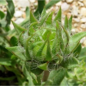 Photographie n°2195744 du taxon Gaillardia x grandiflora Van Houtte [1857]