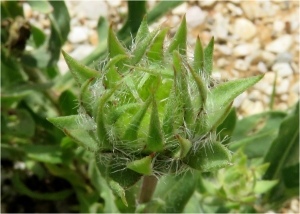 Etienne Urrustoy, le 31 mai 2018 (Sorède)