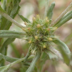 Photographie n°2195843 du taxon Filago pyramidata L. [1753]