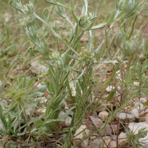 Photographie n°2195844 du taxon Filago pyramidata L. [1753]