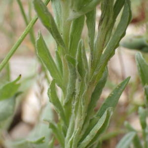 Photographie n°2195845 du taxon Filago pyramidata L. [1753]