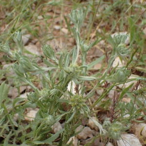 Photographie n°2195846 du taxon Filago pyramidata L. [1753]