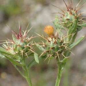 Photographie n°2195871 du taxon Centaurea melitensis L. [1753]