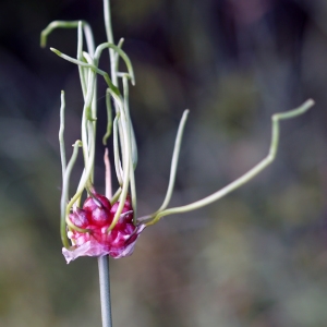 Photographie n°2195882 du taxon Allium vineale L. [1753]