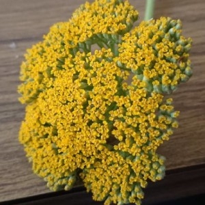 Photographie n°2195923 du taxon Achillea filipendulina Lam. [1783]