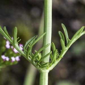 Photographie n°2195946 du taxon Centranthus calcitrapae (L.) Dufr.