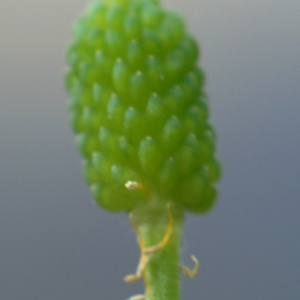 Photographie n°2196025 du taxon Ranunculus sceleratus L. [1753]