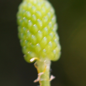 Photographie n°2196027 du taxon Ranunculus sceleratus L. [1753]