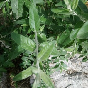 Photographie n°2196037 du taxon Teucrium fruticans L. [1753]