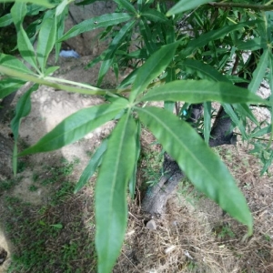 Photographie n°2196038 du taxon Vitex agnus-castus L. [1753]