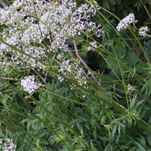 Photographie n°2196051 du taxon Valeriana officinalis L. [1753]