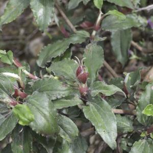 Photographie n°2196083 du taxon Cistus laurifolius L. [1753]