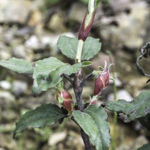 Photographie n°2196086 du taxon Cistus laurifolius L. [1753]