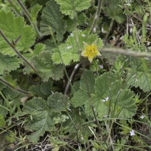 Photographie n°2196101 du taxon Geum sylvaticum Pourr. [1788]