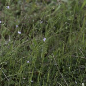 Photographie n°2196109 du taxon Linum usitatissimum L. [1753]