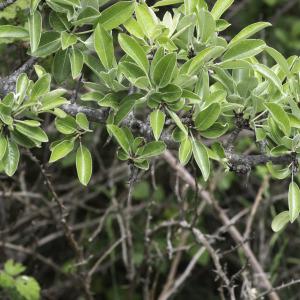 Photographie n°2196129 du taxon Pyrus spinosa Forssk. [1775]