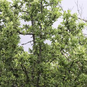 Photographie n°2196133 du taxon Pyrus spinosa Forssk. [1775]