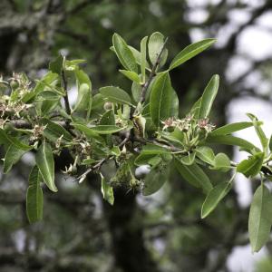 Photographie n°2196138 du taxon Pyrus spinosa Forssk. [1775]