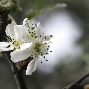 Photographie n°2196139 du taxon Pyrus spinosa Forssk. [1775]