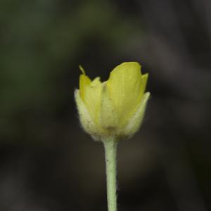 Photographie n°2196146 du taxon Ranunculus paludosus Poir. [1789]