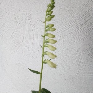 Photographie n°2196174 du taxon Digitalis lutea L. [1753]