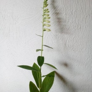 Photographie n°2196175 du taxon Digitalis lutea L. [1753]