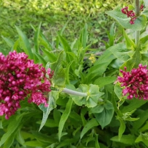 Photographie n°2196177 du taxon Centranthus ruber (L.) DC.