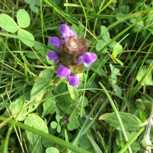 Photographie n°2196205 du taxon Prunella vulgaris L. [1753]