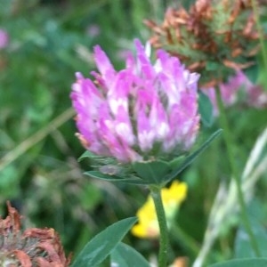 Photographie n°2196217 du taxon Trifolium pratense L. [1753]