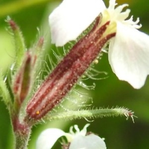 Photographie n°2196222 du taxon Silene gallica L. [1753]