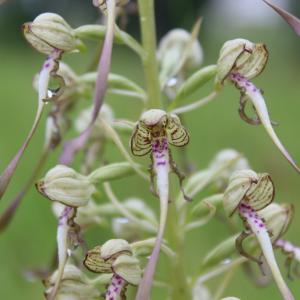 Himantoglossum hircinum (L.) Spreng. (Orchis à odeur de bouc)
