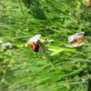 Photographie n°2196256 du taxon Ophrys apifera Huds.