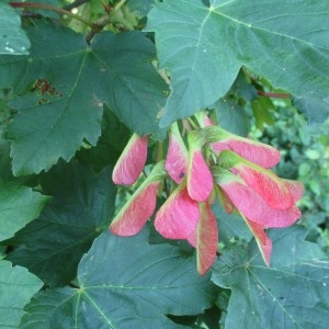 Photographie n°2196258 du taxon Acer pseudoplatanus L.