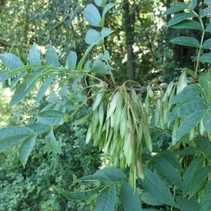 Photographie n°2196259 du taxon Fraxinus excelsior L.