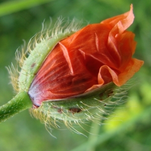 Photographie n°2196265 du taxon Papaver rhoeas L. [1753]