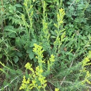 Photographie n°2196275 du taxon Galium verum L. [1753]