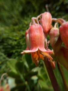 Garcia FAUSTINO, le 10 juin 2018 (Muñas de Arriba)