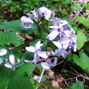 Photographie n°2196336 du taxon Lunaria rediviva L.