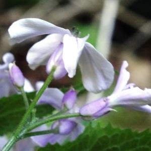 Photographie n°2196341 du taxon Lunaria rediviva L.