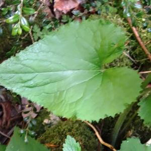 Photographie n°2196344 du taxon Lunaria rediviva L.