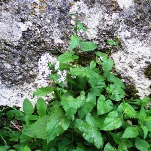 Photographie n°2196349 du taxon Lunaria rediviva L.