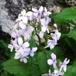 Photographie n°2196350 du taxon Lunaria rediviva L.