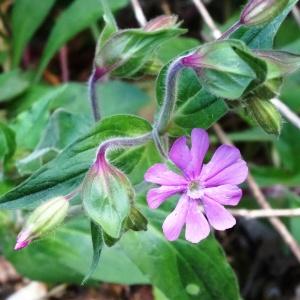 Photographie n°2196355 du taxon Silene dioica var. dioica 