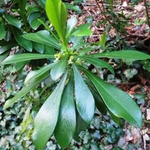 Photographie n°2196372 du taxon Daphne laureola subsp. laureola 