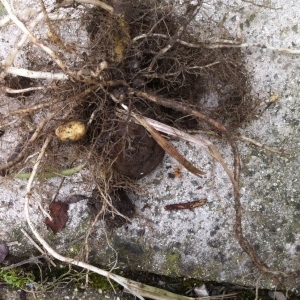 Photographie n°2196375 du taxon Solanum tuberosum L. [1753]