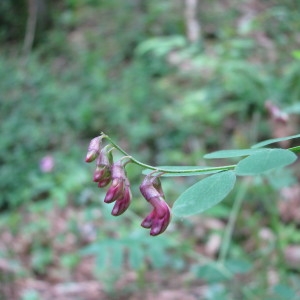 Photographie n°2196386 du taxon Lathyrus niger (L.) Bernh. [1800]