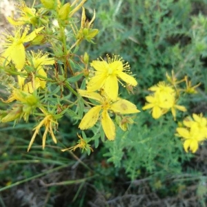Photographie n°2196397 du taxon Hypericum perforatum L. [1753]